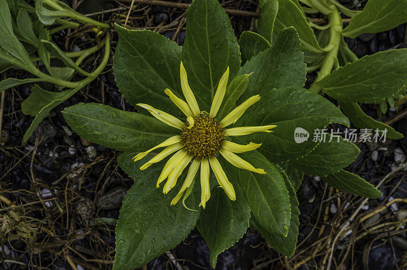 海滩Groundsel或海边豚草，Senecio pseudoarnica，生长在海角范肖在弗雷德里克Sound，汤加斯国家森林，阿拉斯加。菊科。